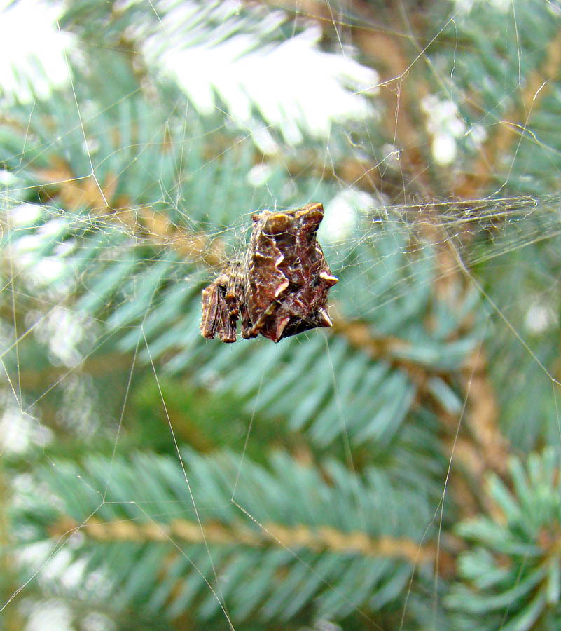 Cyrtophora citricola